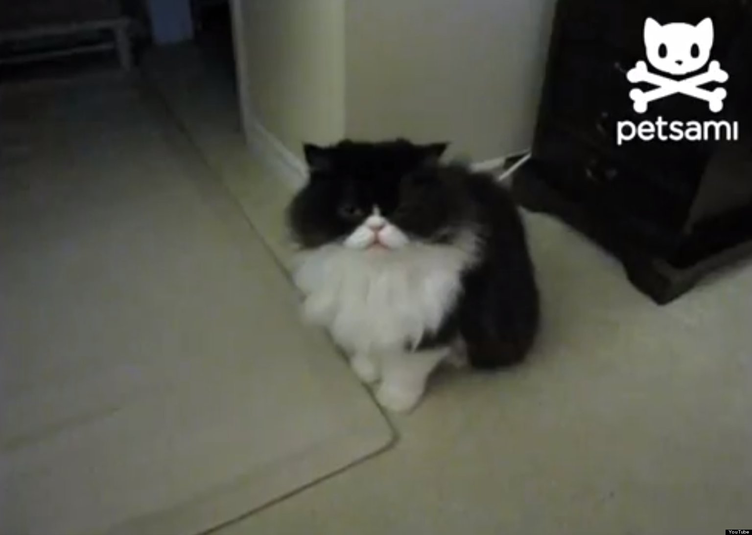 Cat Plays Dead On Command (VIDEO) HuffPost UK