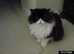 WATCH: Cat Plays Dead On Command 