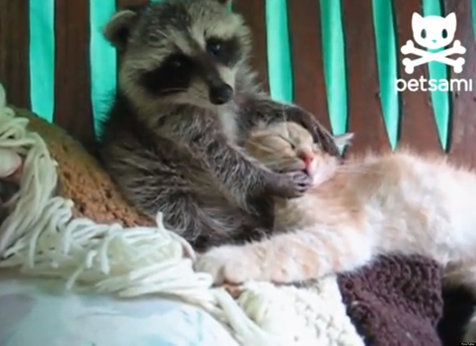 Raccoon Tries To Kiss A Kitten (VIDEO)