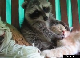 WATCH: Raccoon Tries To Kiss A Kitten