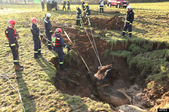 horse rescue