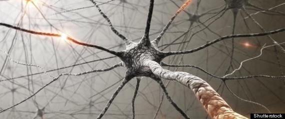 Brain Cells Life Span
