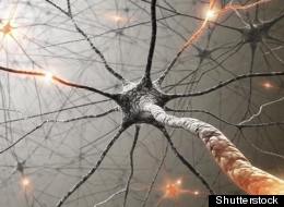 Ghoulish Study Seen As Good News For Fans Of Life Extension
