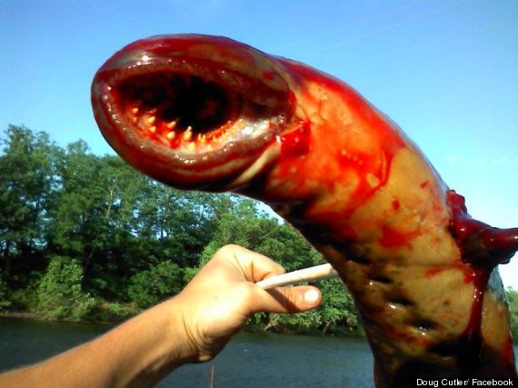 sea lamprey