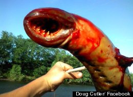 Bloody, Fanged Sea Lamprey Goes Viral, Reminds Everyone Never To Go Swimming Again 