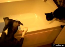 WATCH: Dog Pushes Cat Into Bath