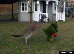 WATCH: Kangaroo Fights Toy Hippo 