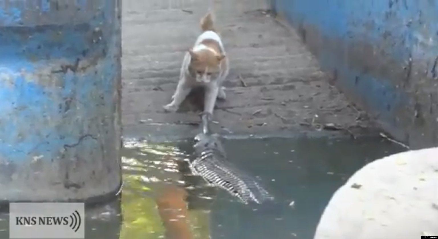 Cat vs. Crocodile Brave Feline Takes On Reptile At India Zoo (VIDEO