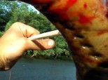 Sea Lamprey Photo