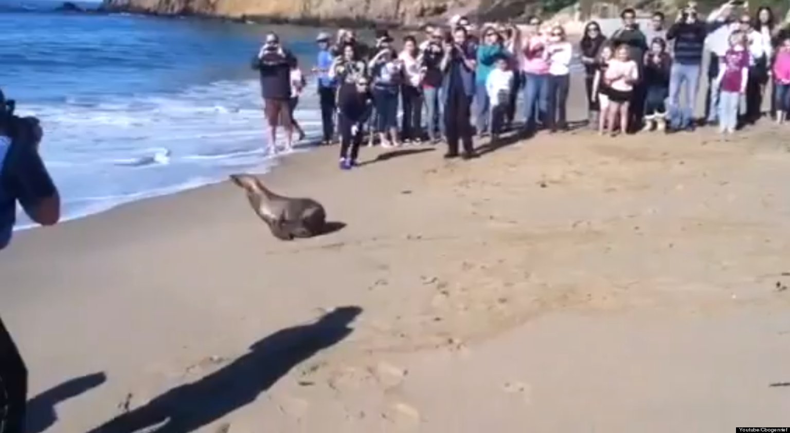 Sea Lions Released In Laguna Beach After Rehabilitation (VIDEO) HuffPost