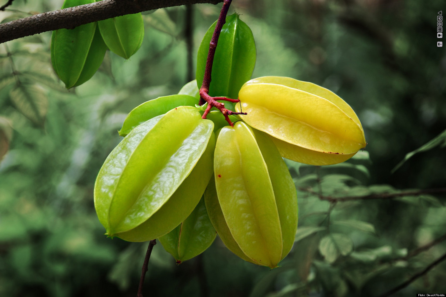 Star Fruit Or Carambola The Tropical Treat We Are Obsessed With