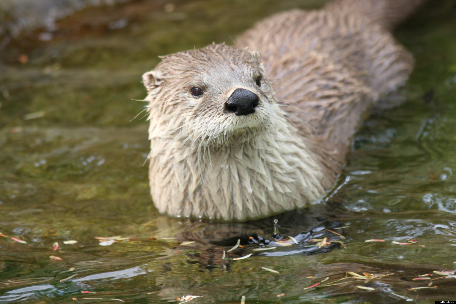 Pollution May Be Shrinking Otter Penises Scientists Say