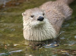Pollution May Be Shrinking Otter Penises; Scientists Say Research Is 'Warning' For Humans