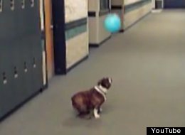 WATCH: Bulldog Tries To Catch A Balloon
