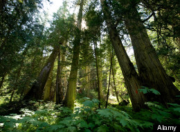 How Logging Makes The Carbon Tax Useless