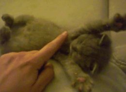 LOOK: 25 More Essential Cat GIFs