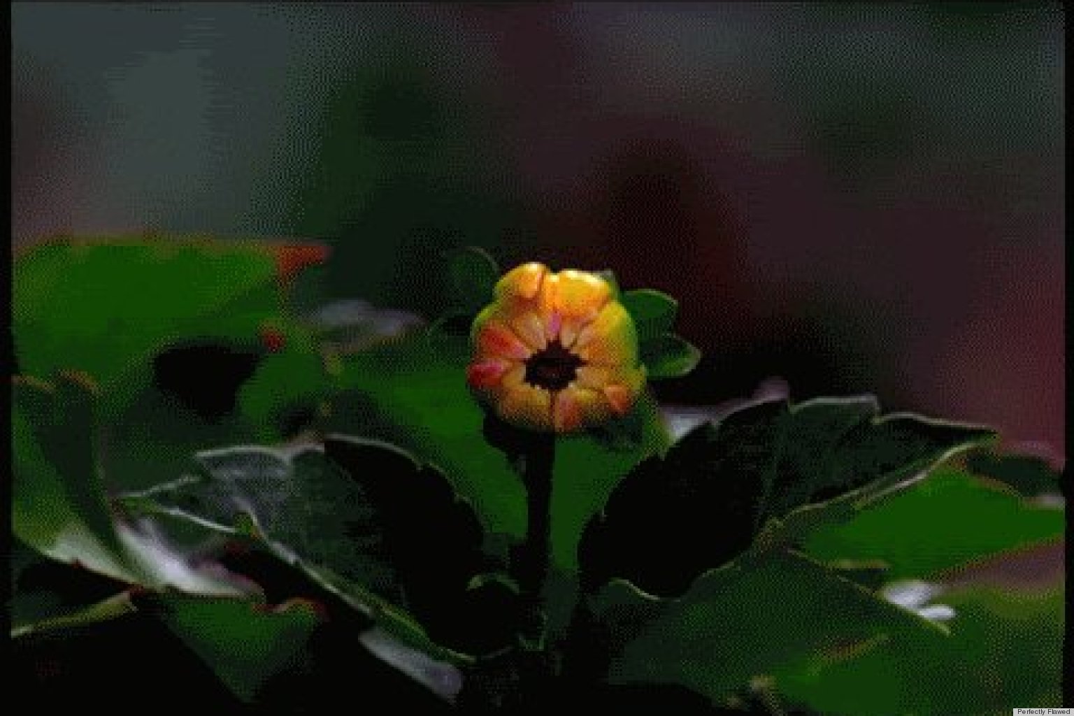 7 Flower GIFs To Remind Us Spring Is Almost Here