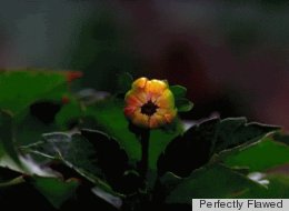 LOOK: 7 Flower GIFs That Bring Spring To Life