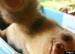 PHOTO: Sloths Take The Best Selfies