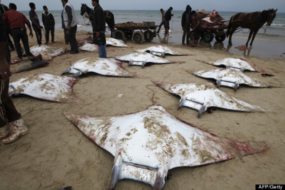 manta rays