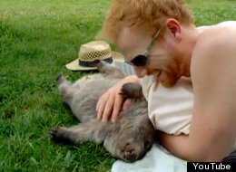 WATCH: Man Cuddles Wombat, Cuteness Ensues 