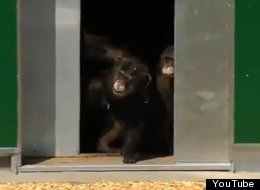 WATCH: Lab Chimps Go Outside For First Time In 30 Years 