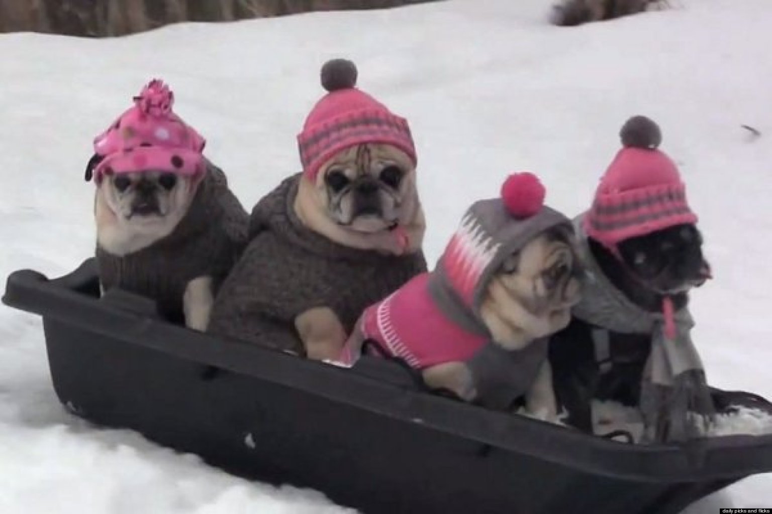 Pug Party The Cutest Dogs Go Sledding (VIDEO) HuffPost