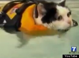 WATCH: Fat Cat Swims, Newsreader Laughs