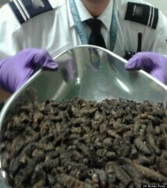 caterpillers