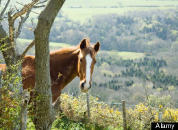 LOOK: This $6 Million Virginia Farm Is <em>Unusually</em> Horse Friendly