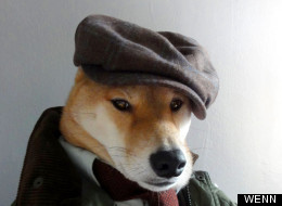 Dapper Dog Wants To Share His Fashion Advice 