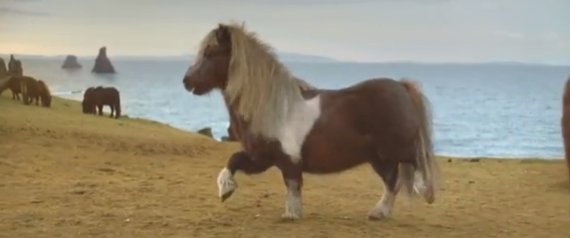 MOONWALKING SHETLAND PONY