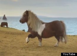 Socks The Moonwalking Pony Caught In Custody Battle