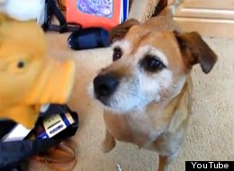 WATCH: Dog Has Unusual Reaction To Pig Toy