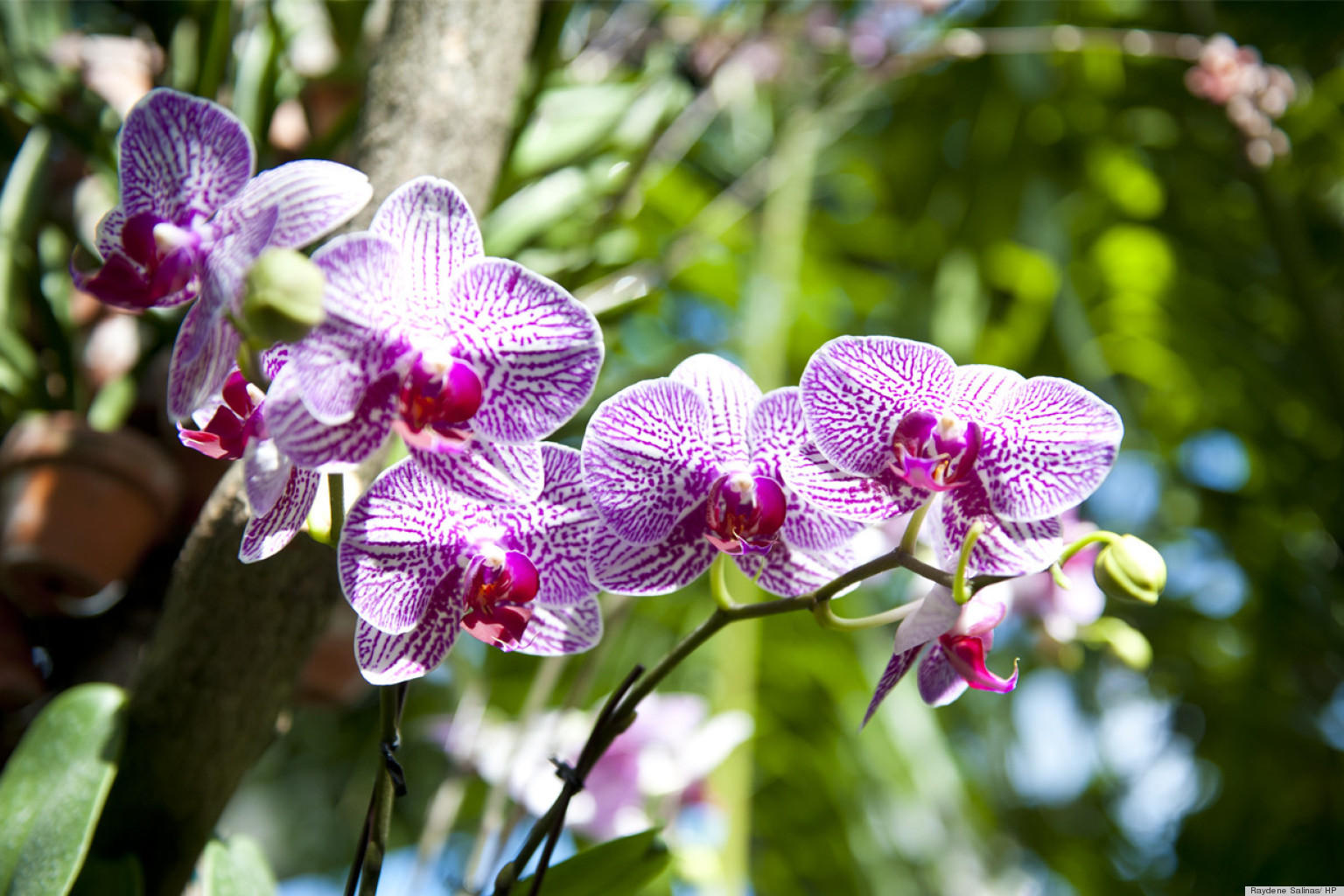 A Peek Inside The New York Botanical Garden's 11th Annual Orchid Show