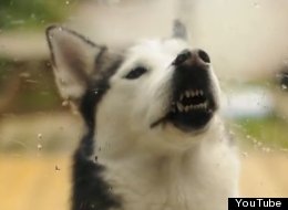 WATCH: This Husky REALLY Wants To Come Inside