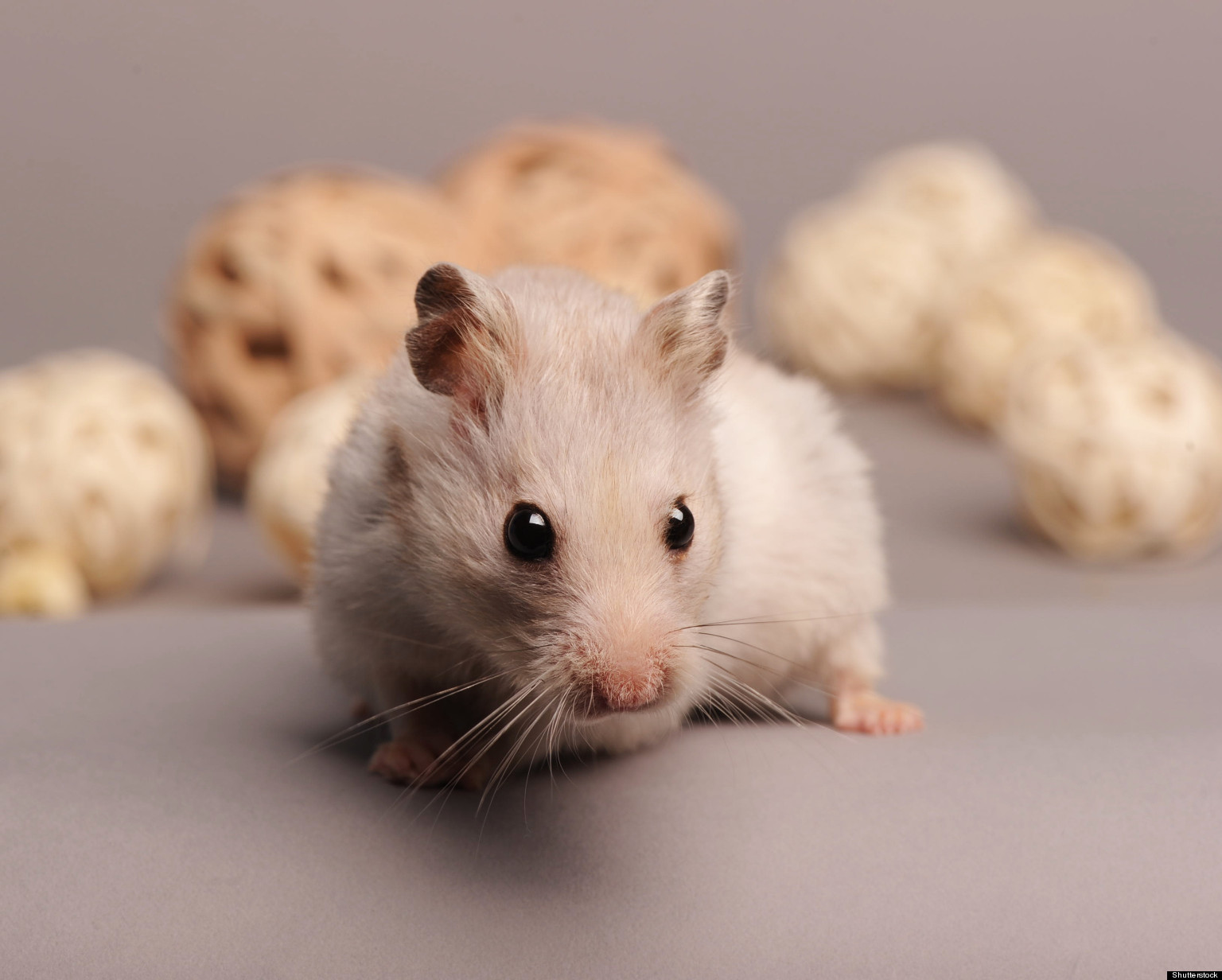 Mice Engineered To Not Feel Cold Could Point To New PainRelievers