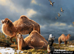 WATCH: Huge Ancient Camels Lived Far North, Fossil Find Suggests