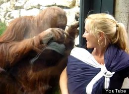 WATCH: Heartwarming Moment Orangutan Meets Baby