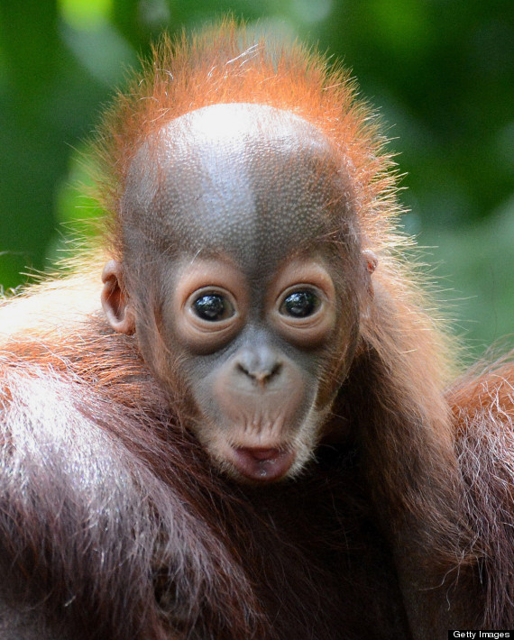 Photo for funny baby orangutan