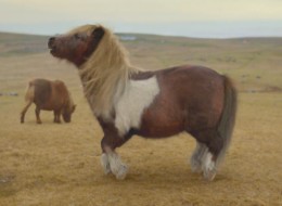 Le poney qui faisait du moonwalk (VIDÉO)