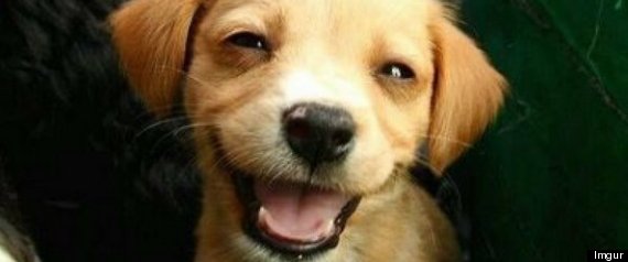 Perros Sonriendo Fotos