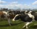 cows