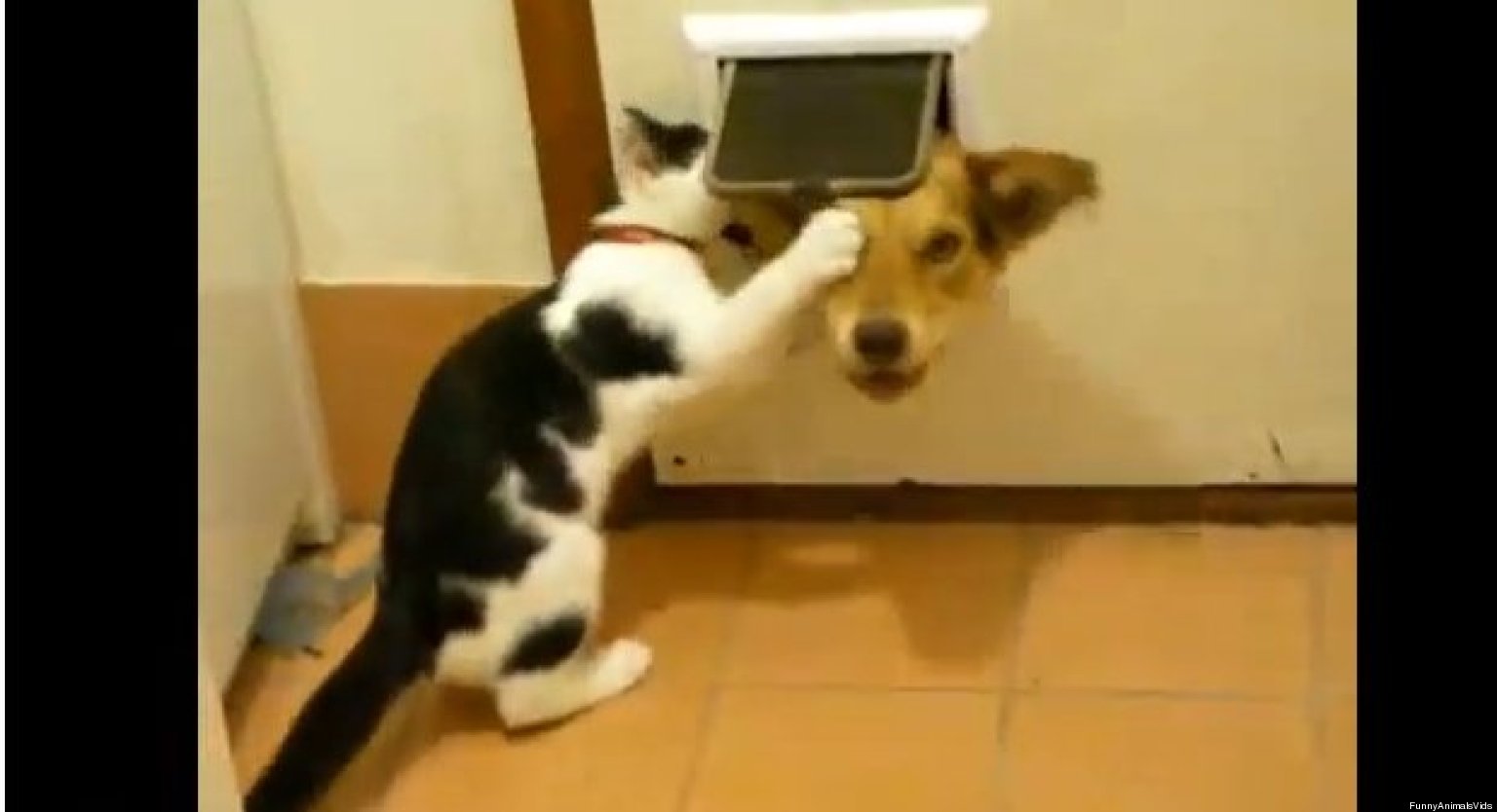Cats Can Be Jerks And Here Is The Compilation To Prove (VIDEO) HuffPost