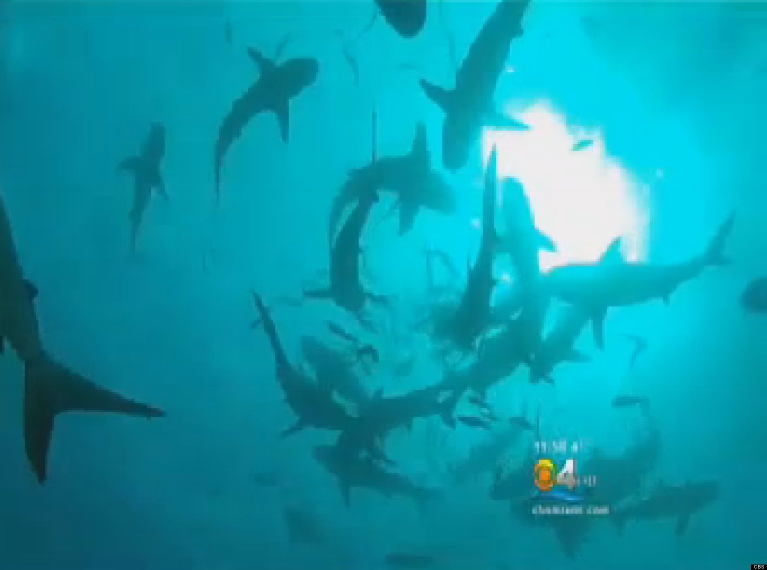 Sharks Swarm Florida Beach By The Thousands; Beaches Closed (VIDEO
