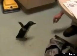 WATCH: Penguin Being Tickled