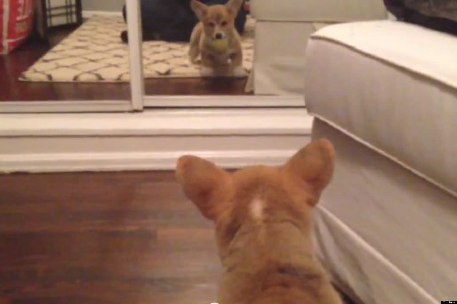 Puppy Sees A Mirror For The First Time (VIDEO) HuffPost