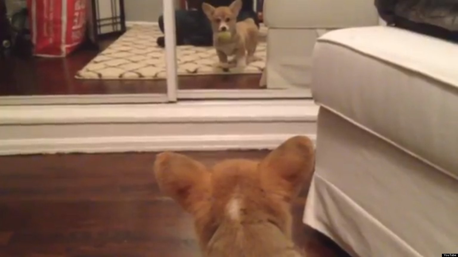 Puppy Sees Itself In Mirror For First Time (VIDEO) HuffPost UK