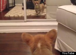 WATCH: Corgi Puppy Sees Itself In Mirror For First Time