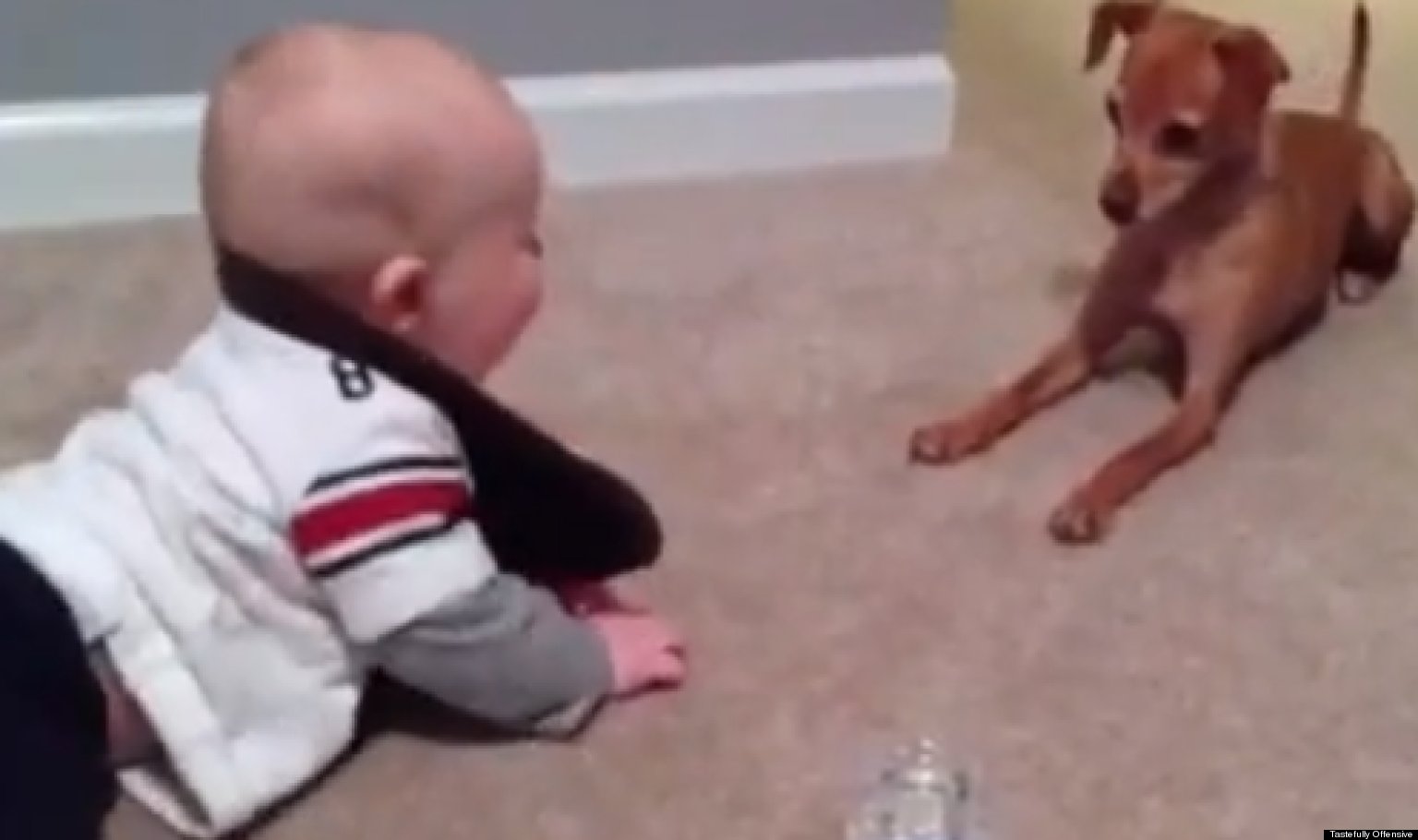 Crawling Baby Intimidates Dog Adorableness Ensues (VIDEO) HuffPost